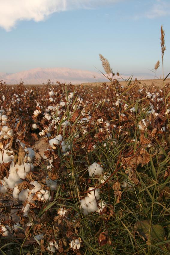 cotton growing in iran_cmawer