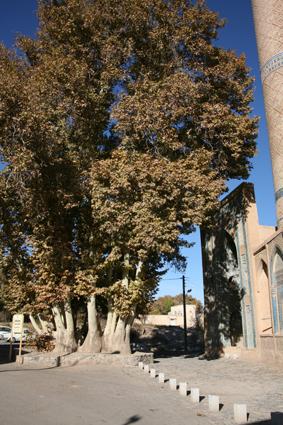 Ancient Plane tree at front of Natanz shrine