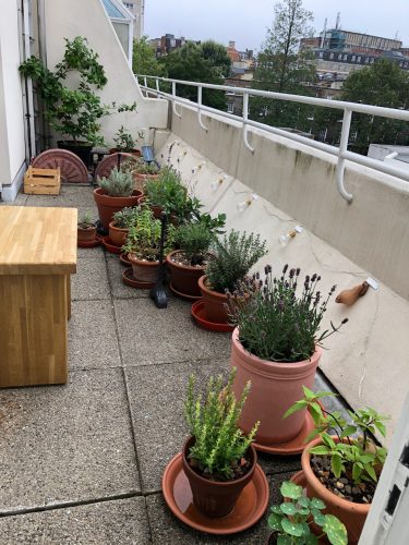 potted pants on a urban balcony