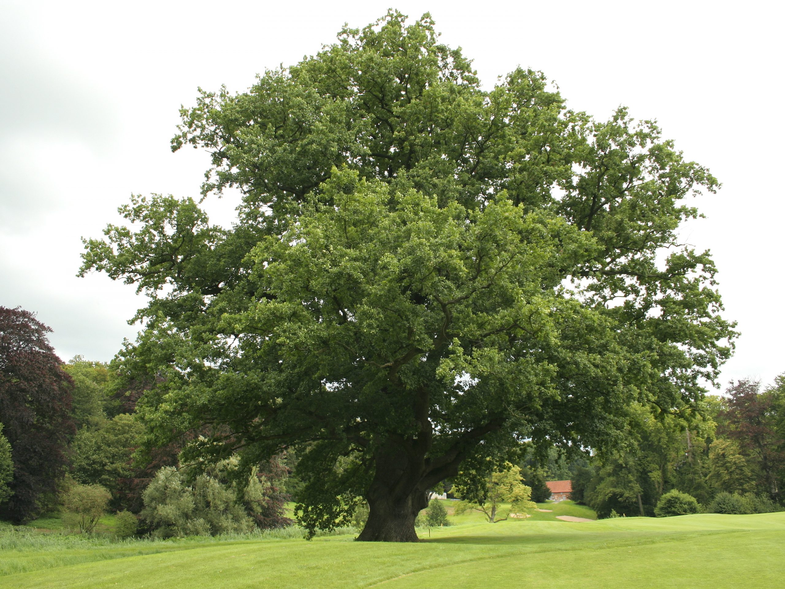 Mature English oak: Quercus robur wiki image