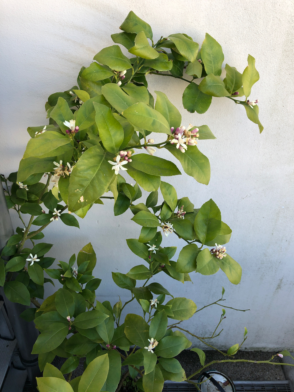 small flowering lemon tree